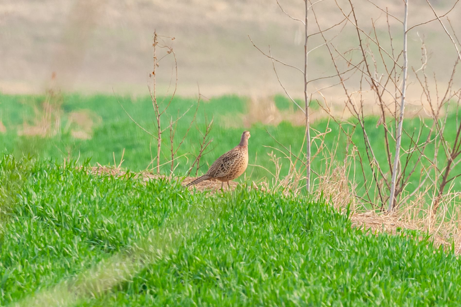 尼康200-500f5.6vr,尼康200-500mmf5.6评测