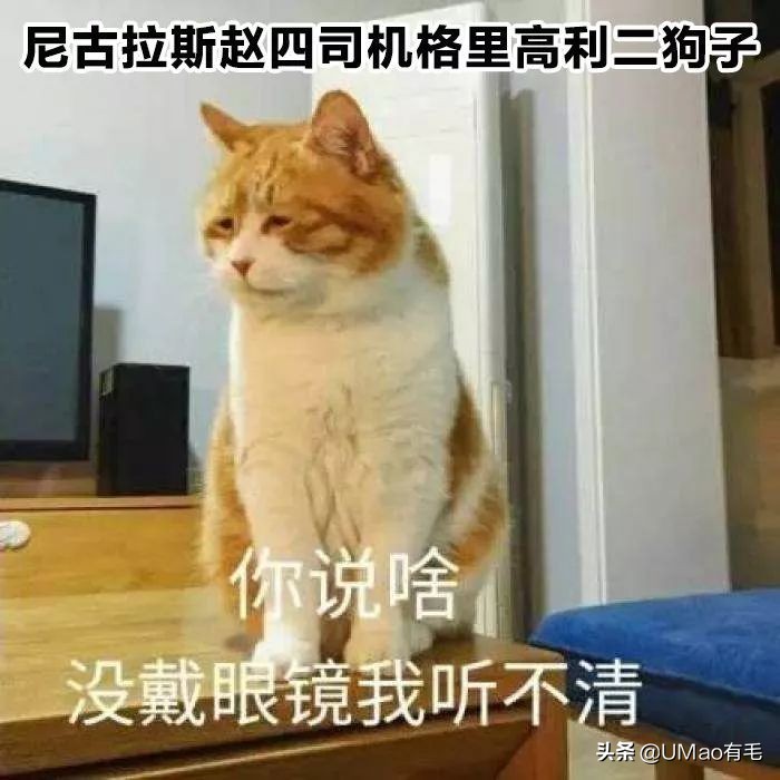 每只猫的名字都能叫出来,一只小公猫的名字