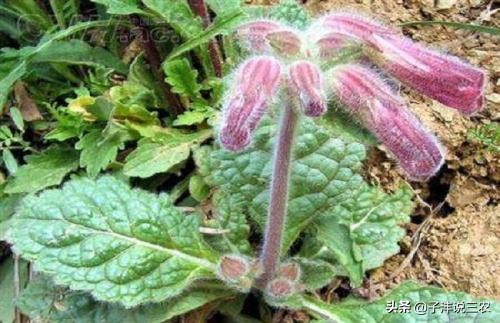 野生地黄跟种植地黄药效差别多大,地黄种植的功效