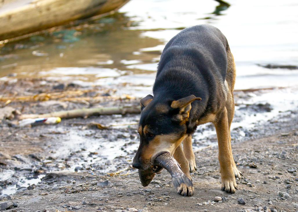 狗能吃含有牛磺酸的食物,狗吃猫粮会有什么后果