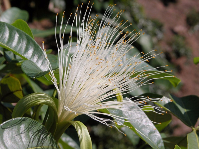 种门口的开花植物,在家门口种的发财树开花好吗