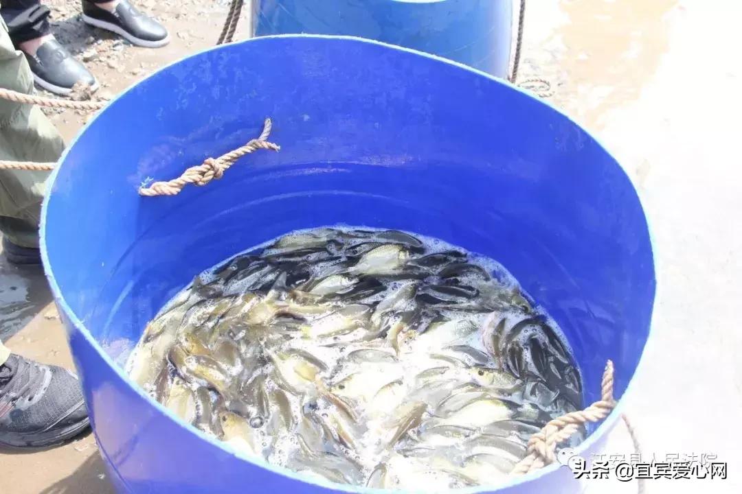 长记性啦,为啥在宜宾不能乱捕泥鳅黄鳝?江安县法院有话说