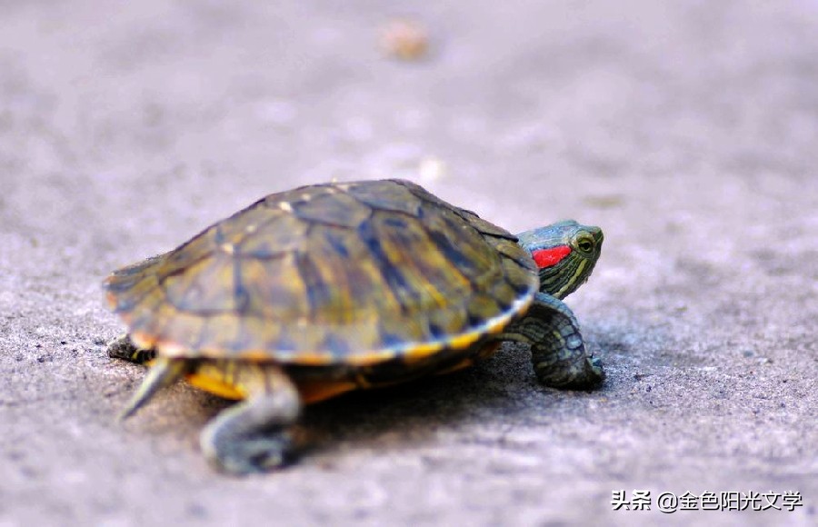 我喜欢的小乌龟,我喜爱的小乌龟