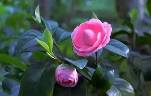 以桂花为市花的城市有哪些,中国每个城市的市花是什么