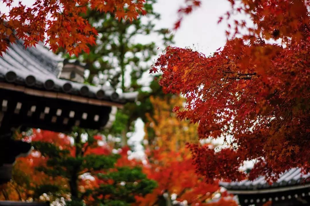 停车坐爱枫林晚风景,停车坐爱枫林晚季节