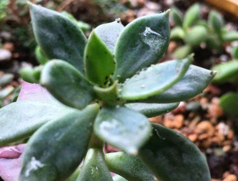 家里花卉小虫子怎么消灭,家里种的花小虫子怎么除