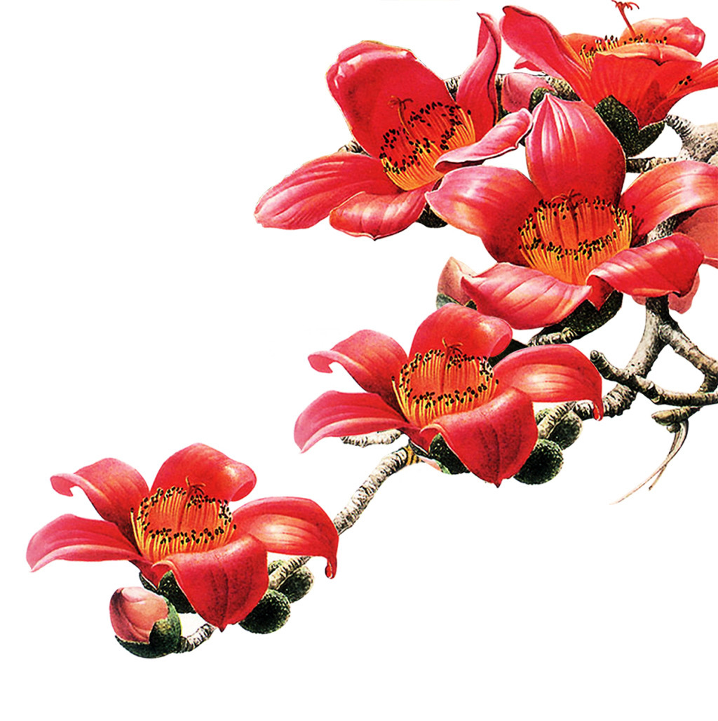 许你一场木棉花开(作者:琼儿)