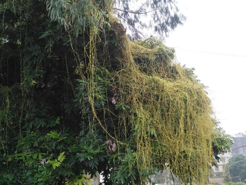 菟丝子的简介,菟丝子的民间叫法