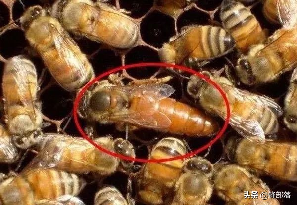 蜜蜂产生了新蜂王老蜂王怎么办,蜜蜂越冬前怎样撤脾