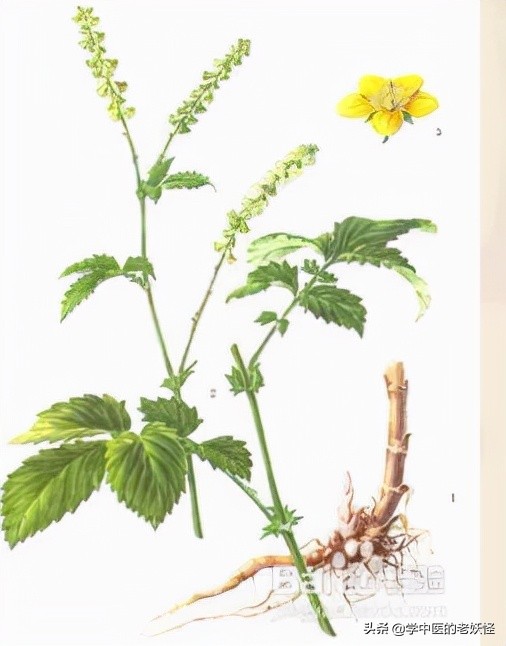 每天学习一味中药远志,中药鹤草芽的服用方法