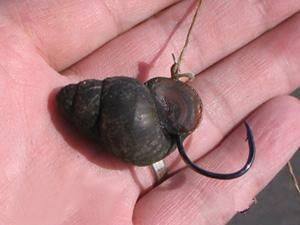 青鱼有多难调,青鱼难钓还是鲤鱼难钓