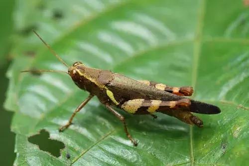 自贡有哪些稀有动物,自贡有哪些小动物