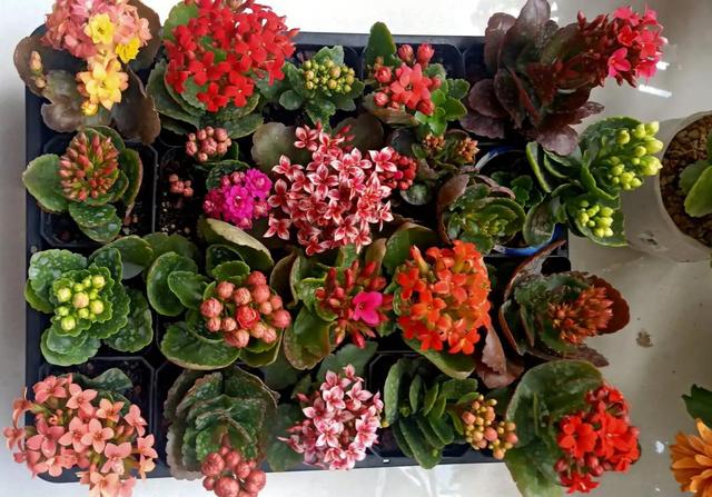 十大吉祥花,十大旺宅吉祥花