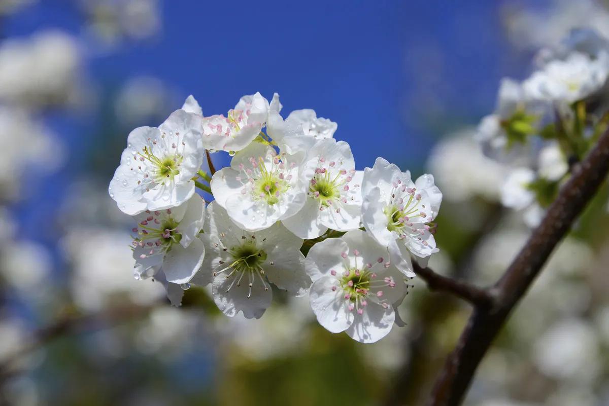 雨打梨花深闭门解析,雨打梨花深闭门忘了青春误了青春