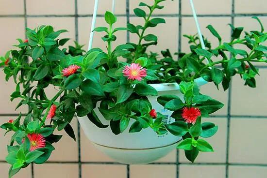 阳台养什么吊兰最好看,吊兰三月开花好吗