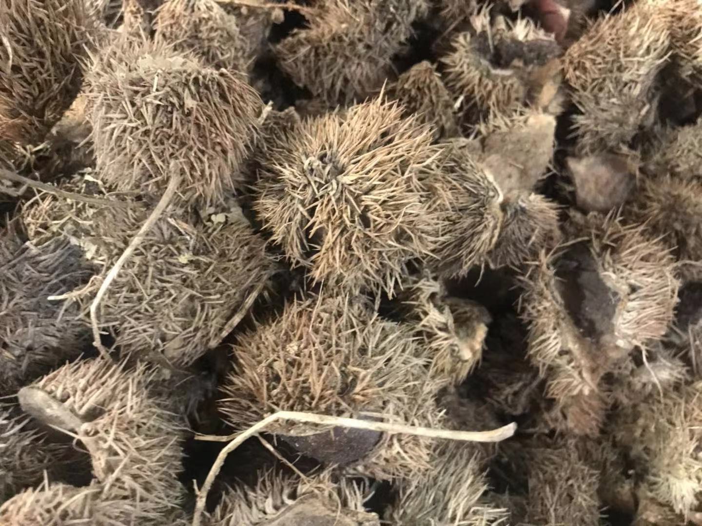 板栗壳补肾,板栗除壳