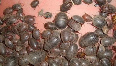 土鳖虫活血化瘀效果强吗,养殖的土鳖虫有药效吗