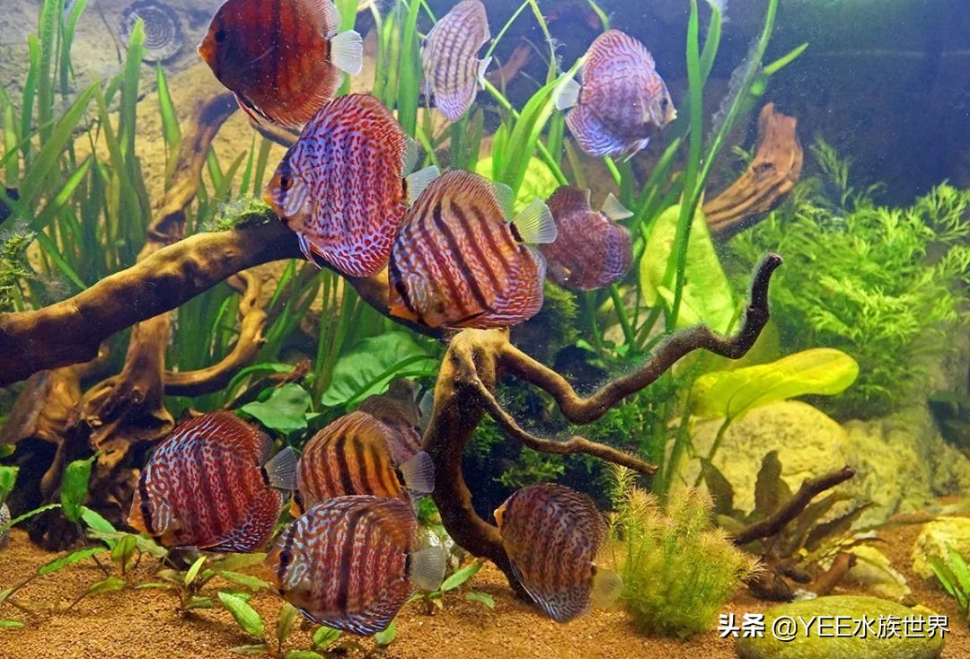 建议穷人养的10种中型热带鱼,超难养的宠物