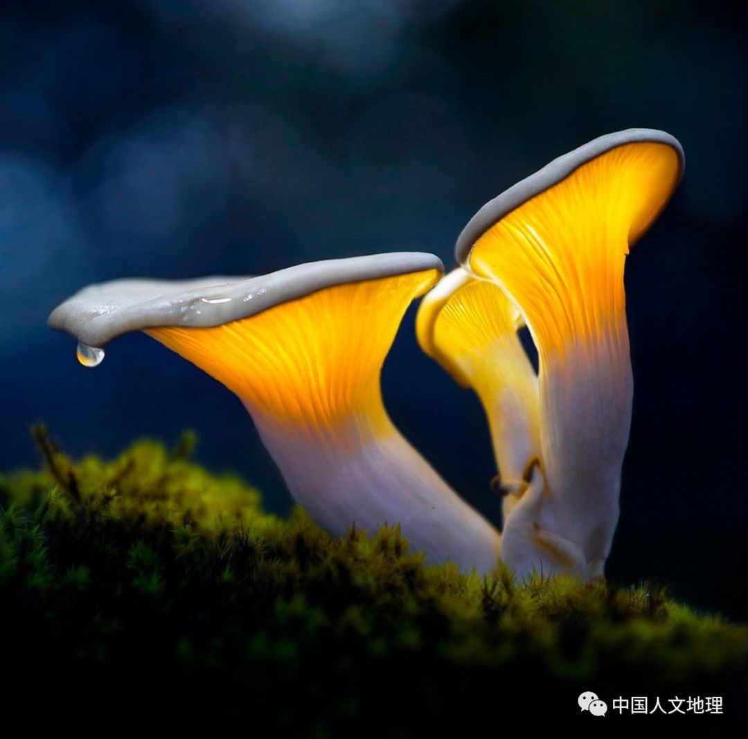 摄影彩色蘑菇,摄影师拍摄迷你蘑菇