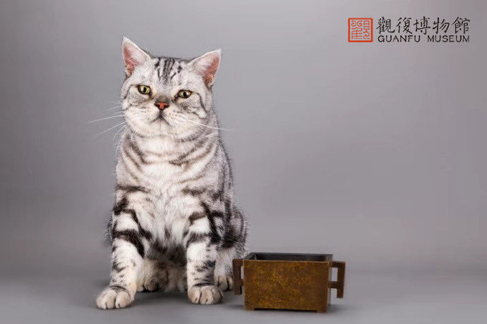 钱钟书和林徽因的护猫之战 (钱钟书的猫跟谁的猫打过架)