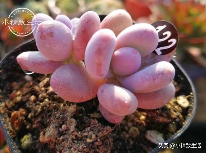 多肉植物掉叶是何原因,多肉植物最近有部分掉叶是何原因