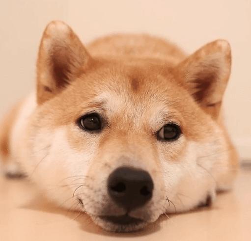 小猫咪来到新家一直叫,小狗到新家一直叫怎么办啊