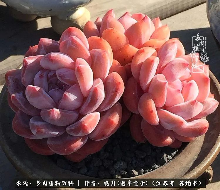 六年时间环游22个国家,却被多肉小萌物征服