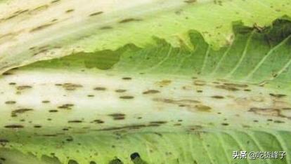 为啥大白菜里面有黑点点,吃了这么多年的蔬菜