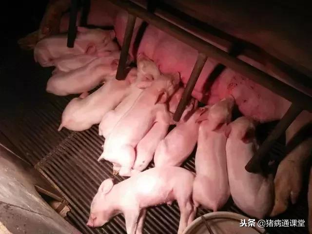 母猪假怀孕有什么表现,母猪假怀孕是什么引起的