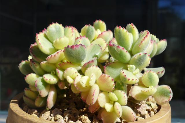 阳台上不要放这四种东西,阳台上不宜放什么植物