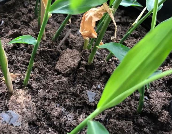 椋熺敤濮滅泦鏍界殑鏂规硶,鐢熷闀挎斁鍦ㄧ泦閲屽張闀垮嚭鏂板