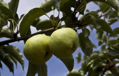梨树定杆后怎样管理,梨树管理最好的方法