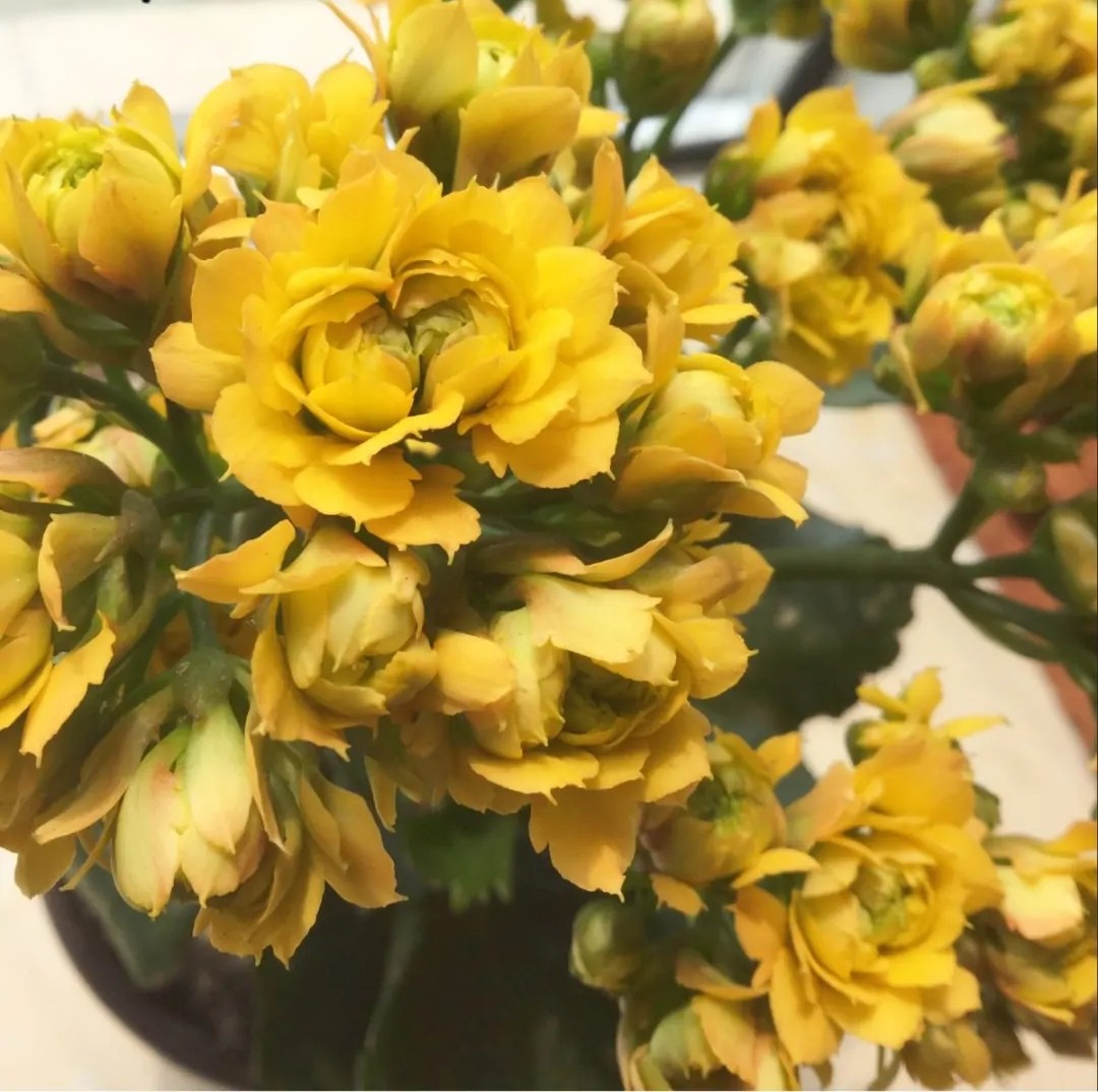 单瓣长寿花品种大全图,长寿花单瓣最好看的品种