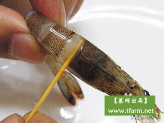 南美白对虾知识,关于南美白对虾的讲解