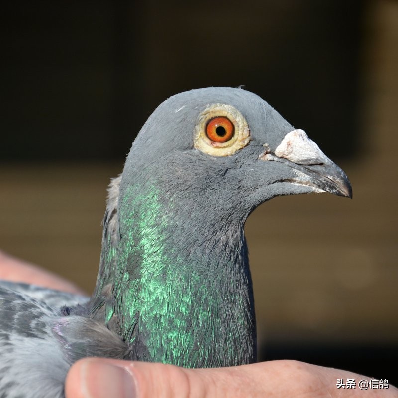 鸽痘应该怎么治，神仙来了也没救