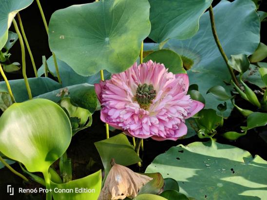 opporeno6pro联名款柯南,reno6柯南限定版