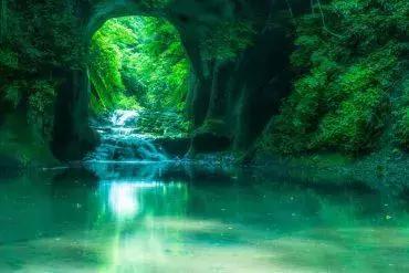 高级芥末是辣根还是山葵,芥末和辣根山葵的区别动画