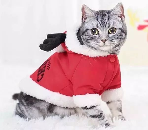 冬天如何正确的给猫咪保暖,冬季怎么给猫咪保暖