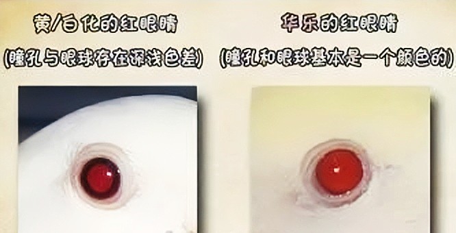 普兰牡丹鹦鹉是头类还是面类,面类牡丹和头面牡丹鹦鹉如何区分