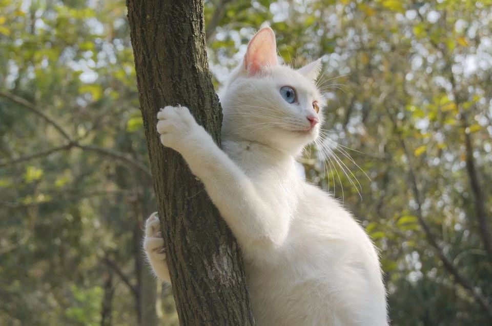 家猫引入中国的记载,家猫是恐猫演变而来的吗