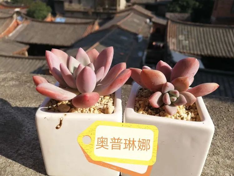 我和多肉,我与多肉