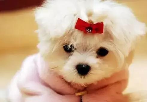 毛孩子初次发情，意外怀孕危害大！怎么办？