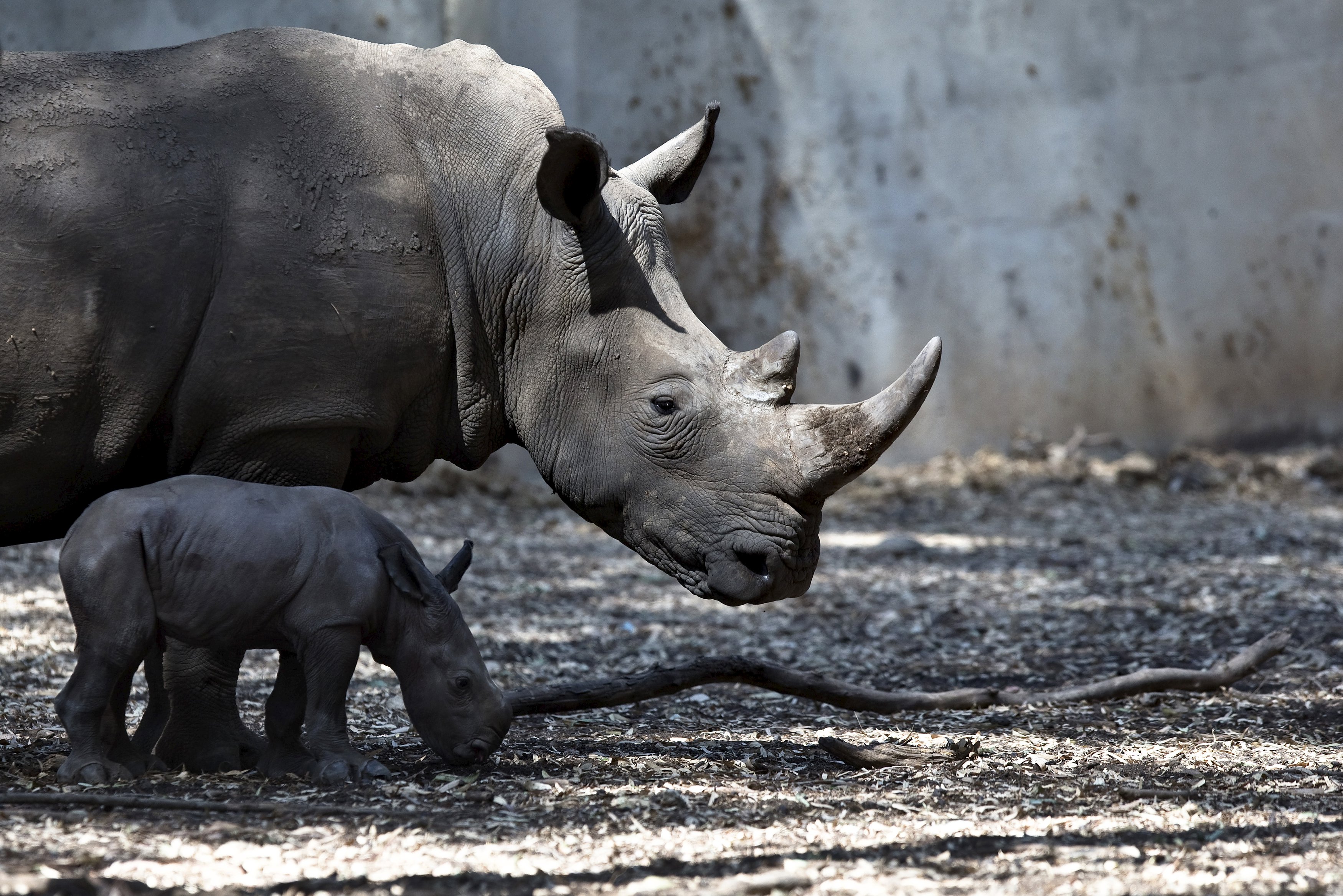 犀牛角之殇：一旦和壮阳扯上关系，物种离灭绝就不远了