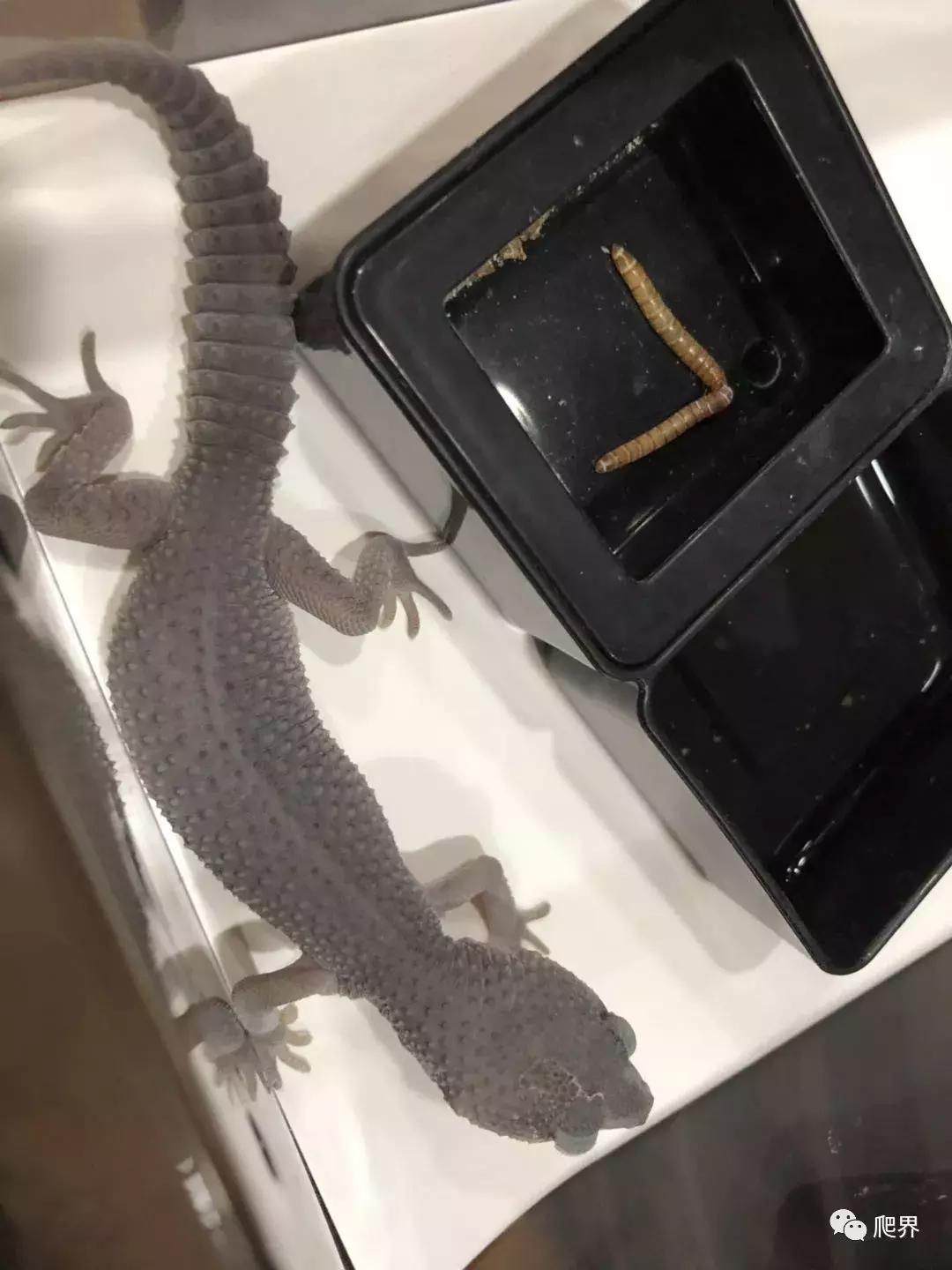 湛江爬宠店,深圳爬宠店在哪里