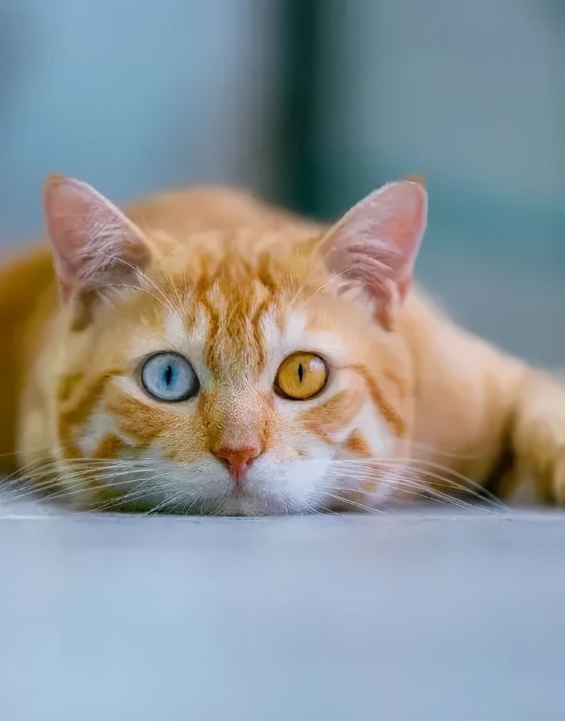 古代猫名字,古代猫的名字