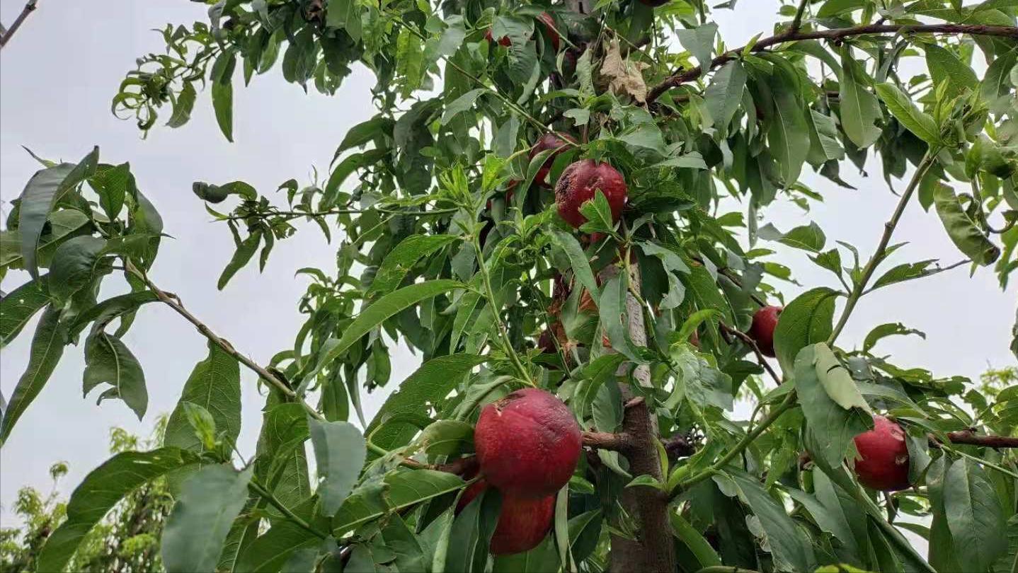 桃树被雹子砸了来年还结桃子吗,桃树被冰雹砸伤树皮开裂怎么处理