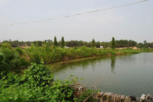 千年草籽万年鱼籽什么意思,野生池塘里的鱼