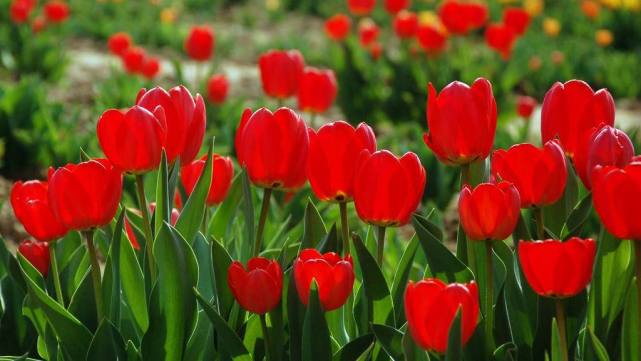 怎么安抚生气的金牛,怎样哄十二星座生气的人