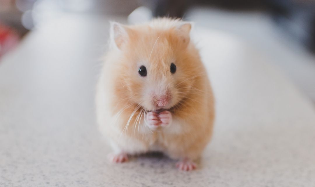 仓鼠过冬必备用品,土养仓鼠如何过冬