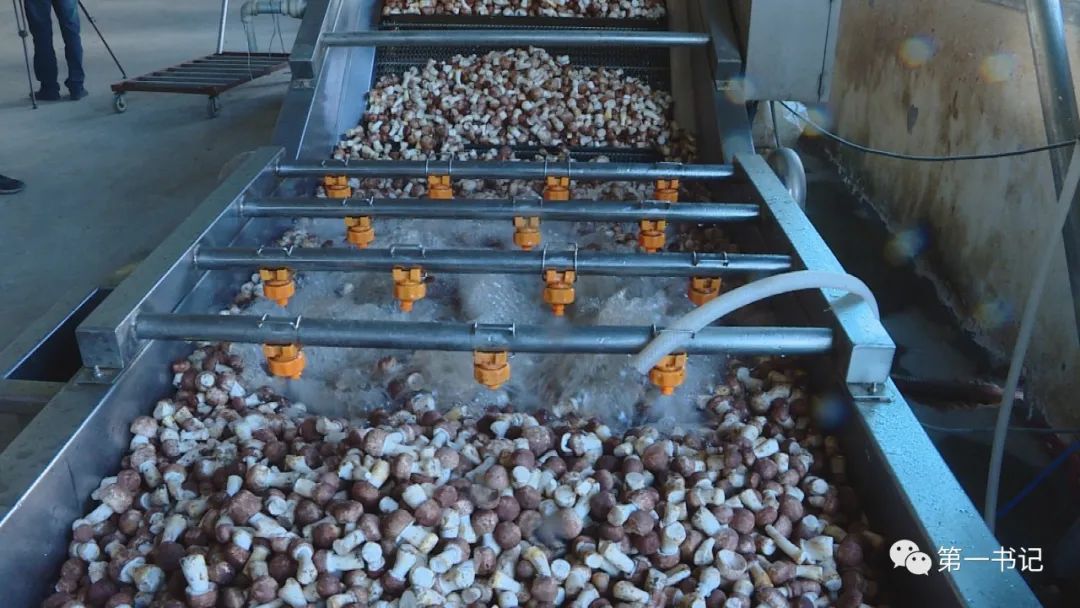 食用菌产业为贫困户撑起致富伞,菇中精品椴木香菇